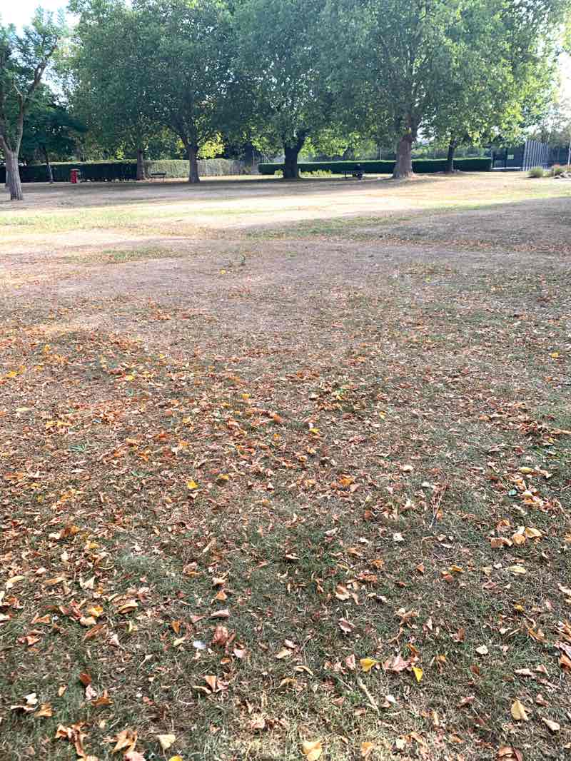 walking near me in St. Chad's Park in autumn