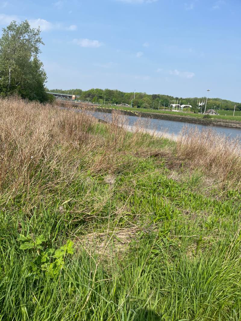 walking near me in Teessaurus Park in winter