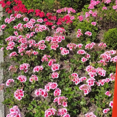 ASHDOD ISRAEL igor post image