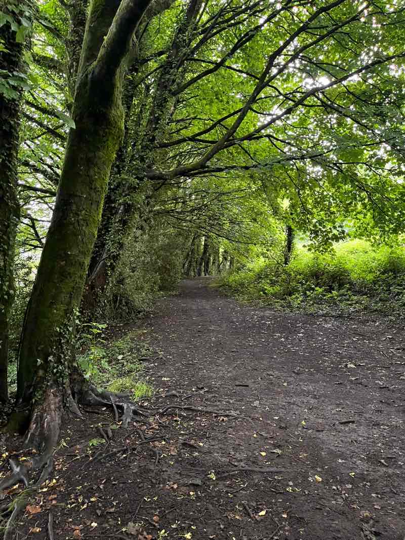 walking near me in The Common in summer
