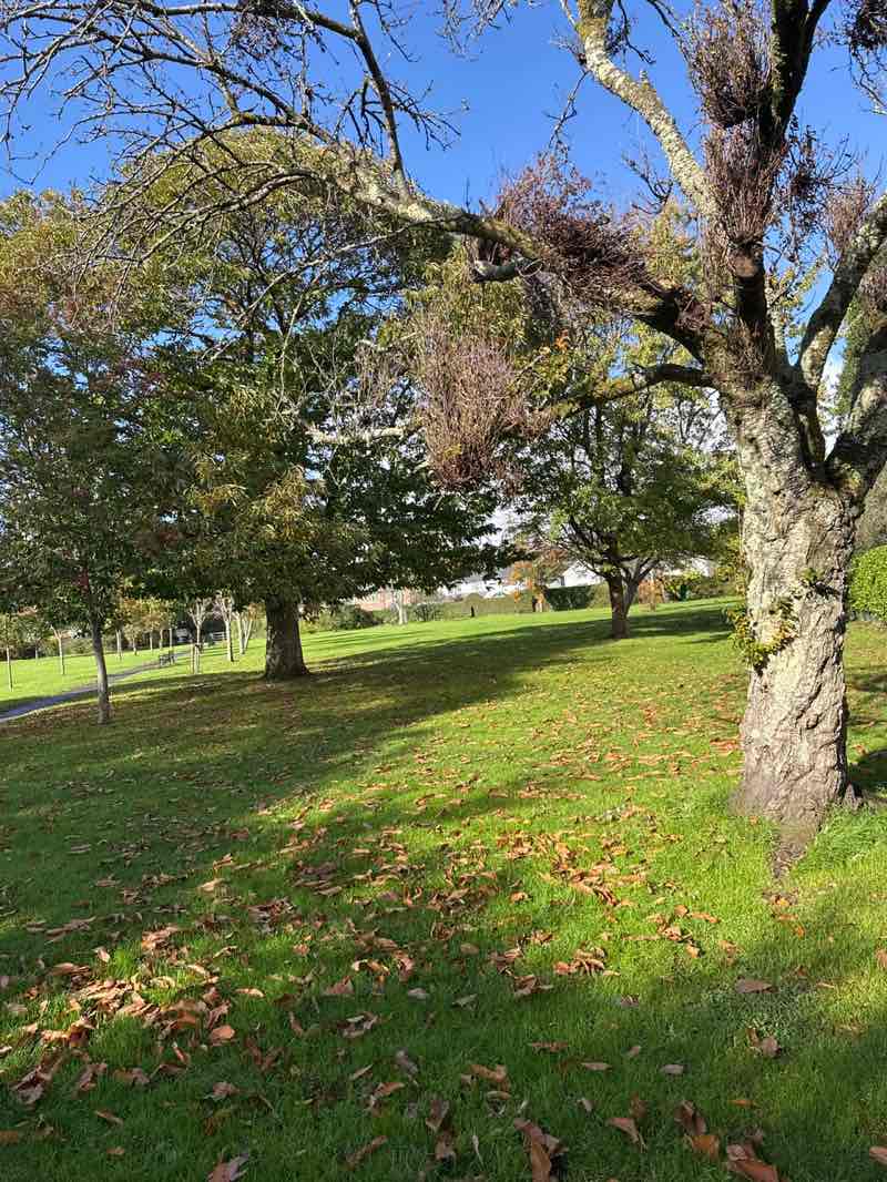 walking near me in Parc Y Pentre in autumn