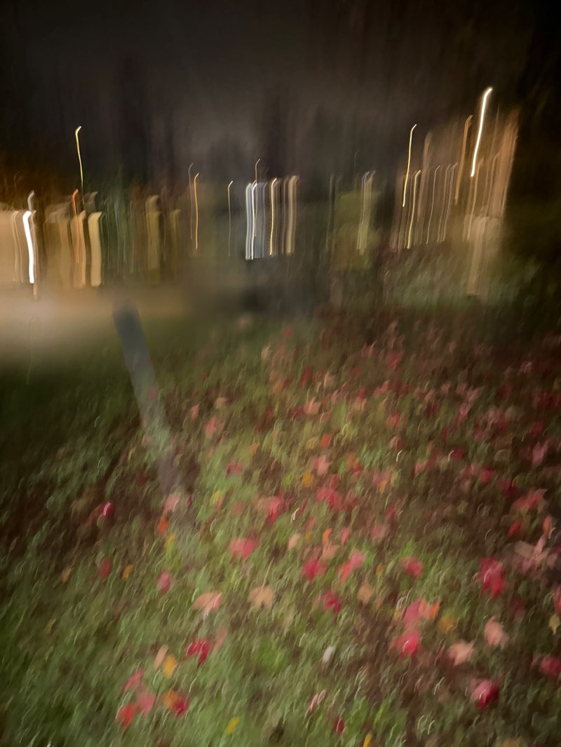 walking near me in De Clare park in autumn