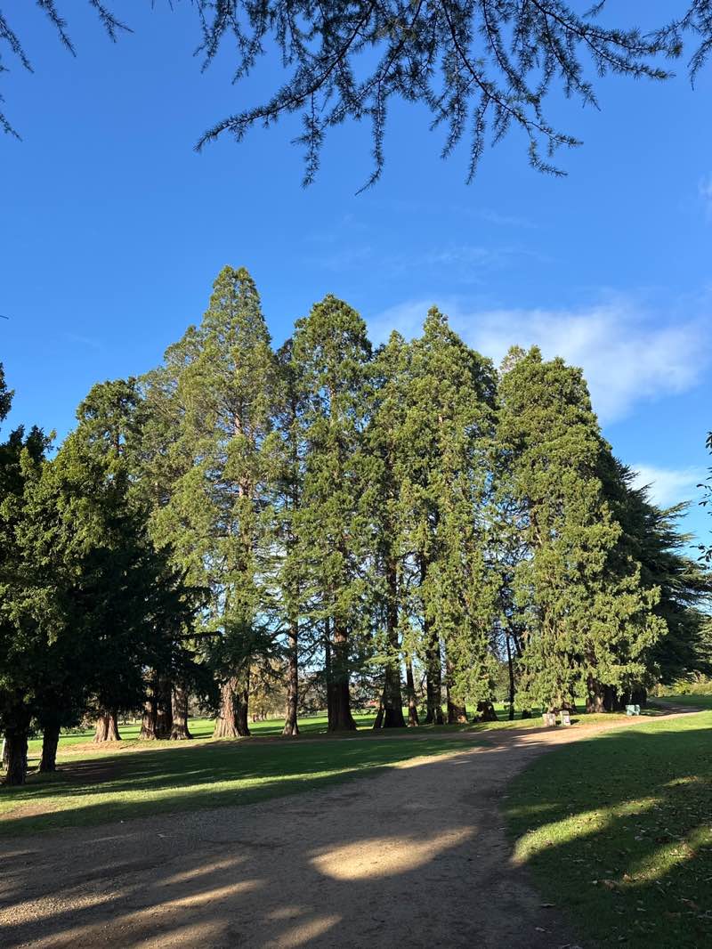 walking near me in Tredegar House Park in autumn