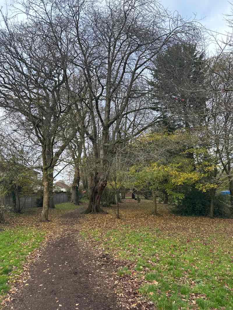 walking near me in Morgan Jones Park in autumn