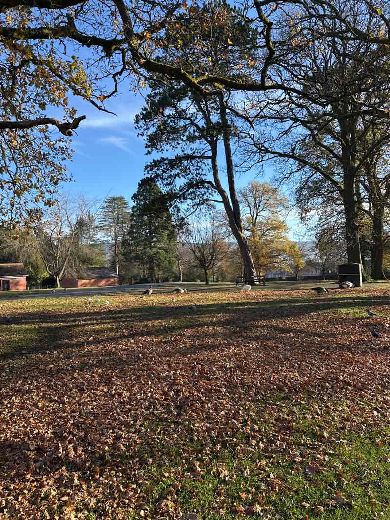 walking near me in Aberdare Park in autumn