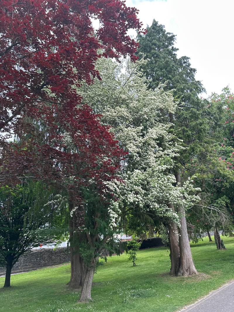 walking near me in Aberdare Park in spring