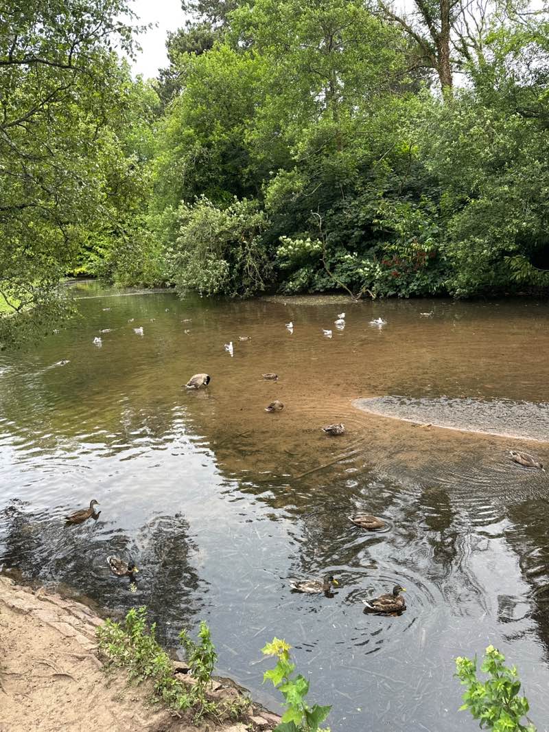 walking near me in Roath Park in summer