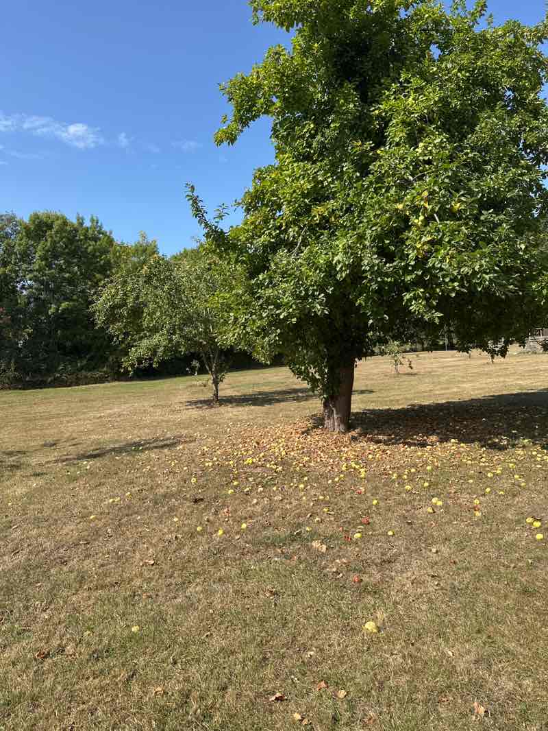 walking near me in Eardisley (Millennium Green) in autumn