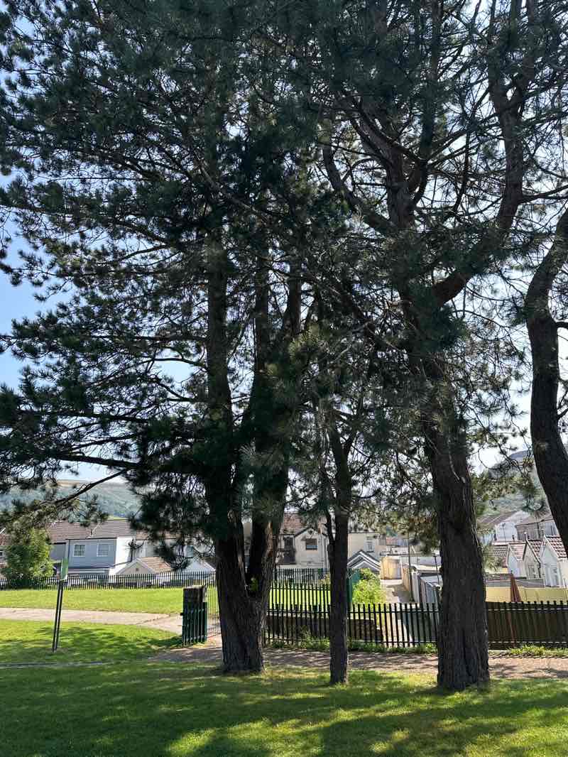 walking near me in Gelli Park in autumn