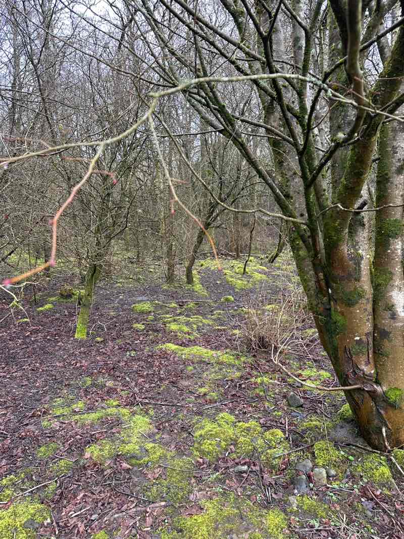 walking near me in Trevor Rowson Park in winter