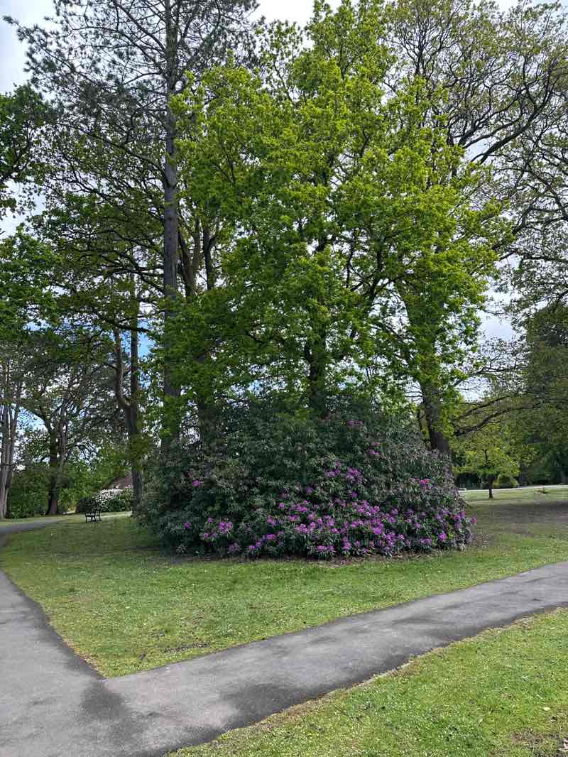 walking near me in Aberdare Park in spring