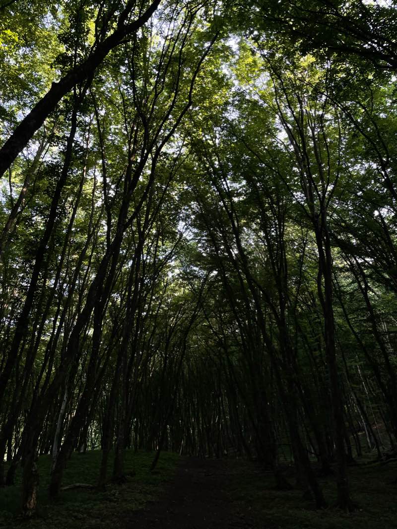 walking near me in Parcul Ion Luca Caragiale in winter