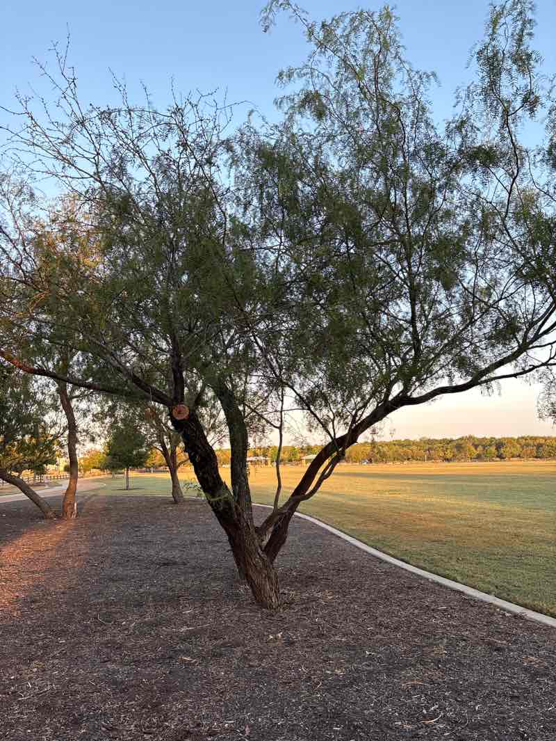 walking near me in Onion Creek Metropolitan Park in autumn