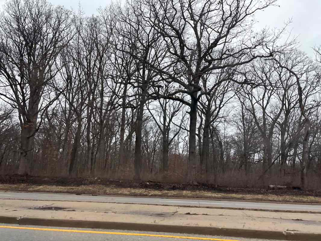 walking near me in Busse Woods in spring