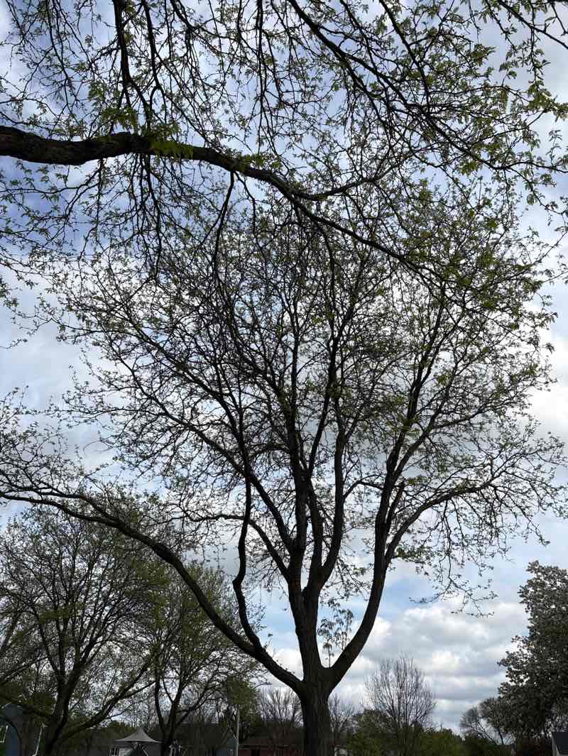 walking near me in Sunset Ridge Park in spring