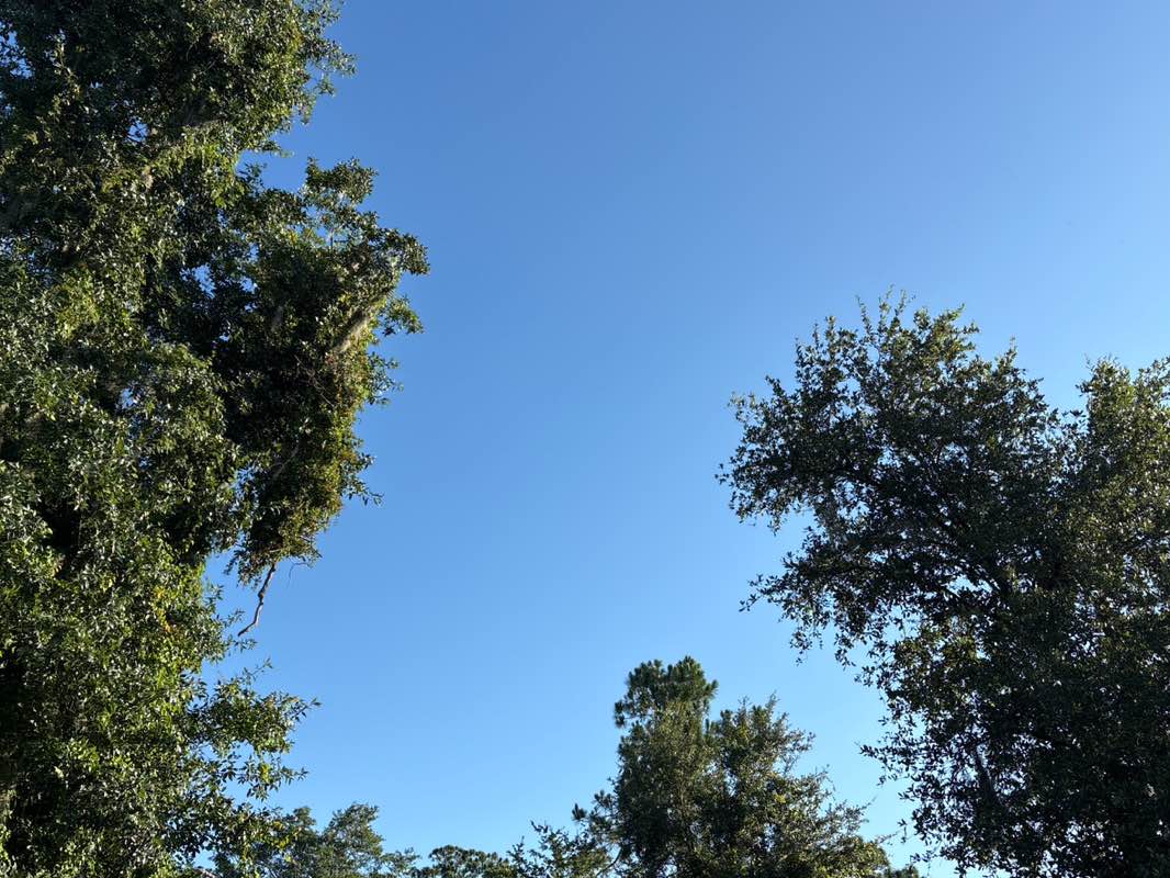 walking near me in Cypress Creek Preserve in summer