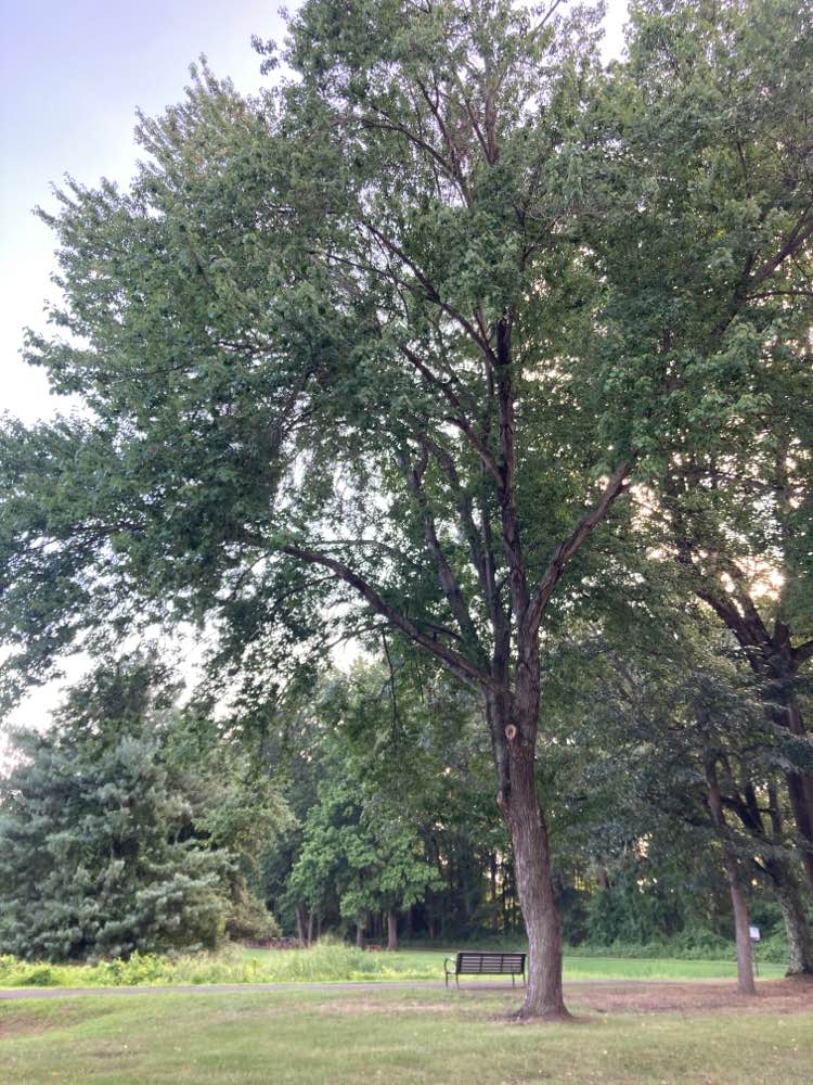 walking near me in James G. Atkinson Memorial Park in autumn