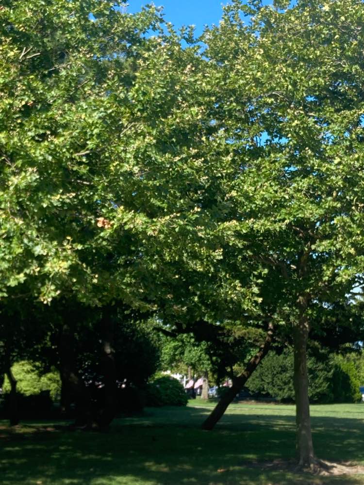 walking near me in Veterans Memorial Park in summer