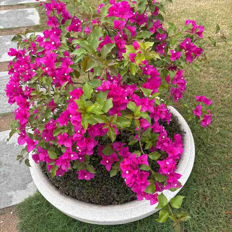 sharadpradhan1 post 2