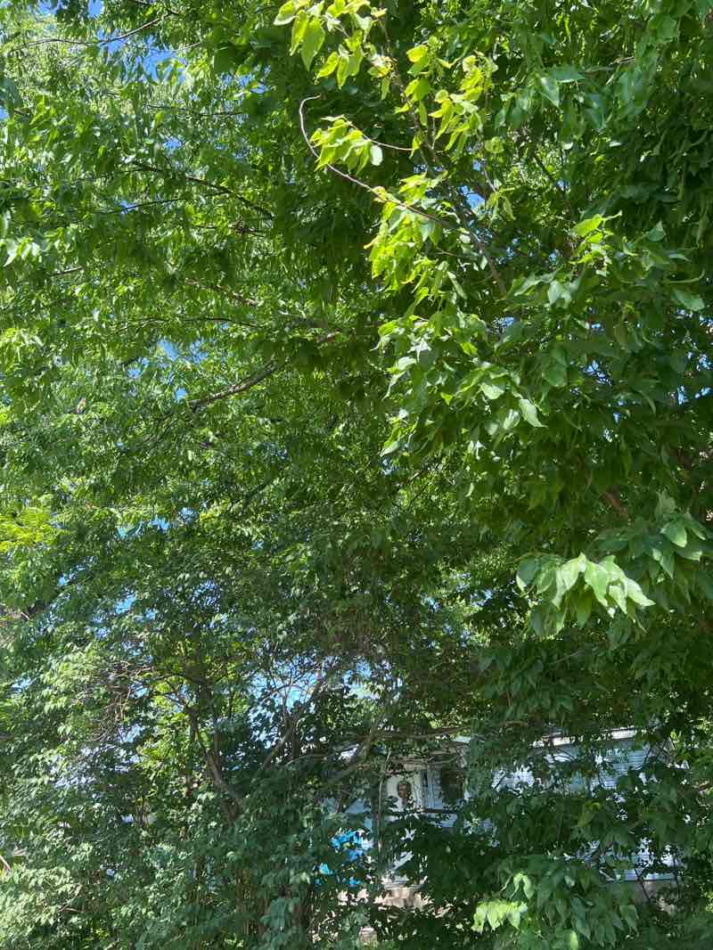 walking near me in Centerton City Park in summer