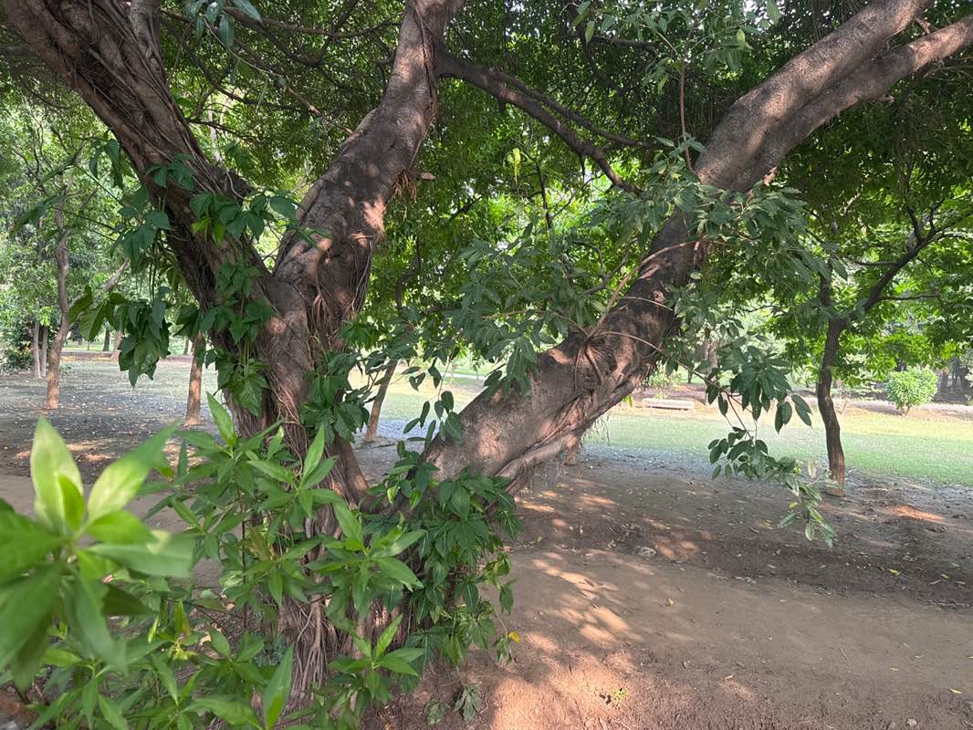 walking near me in Jam-e-Shireen Park in autumn