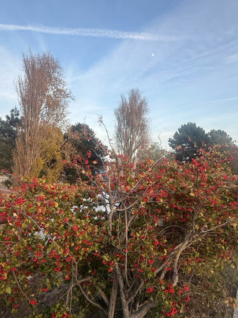 walking near me in Buri Buri Park in winter