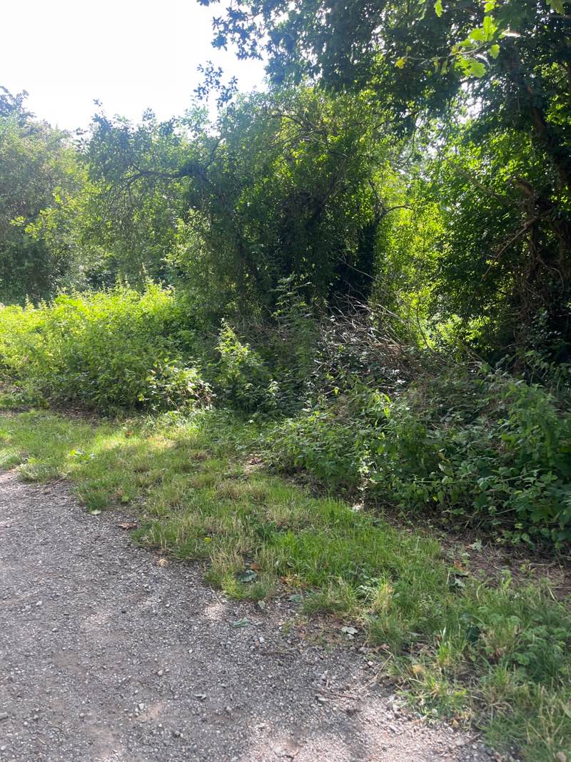 walking near me in Castletown Demesne in autumn