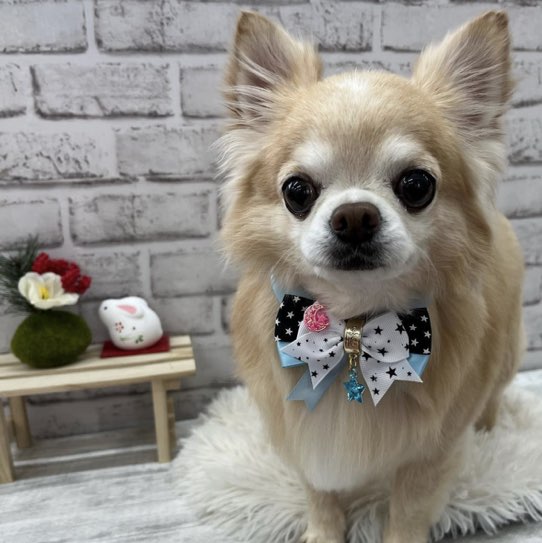 ⚜️yamachan⚜️