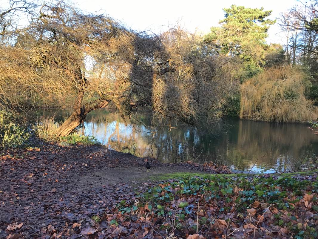 walking near me in Walker Park in winter