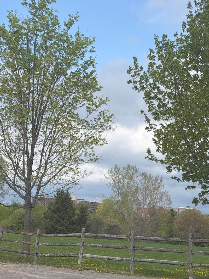 walking near me in Nepean Creek Park in summer