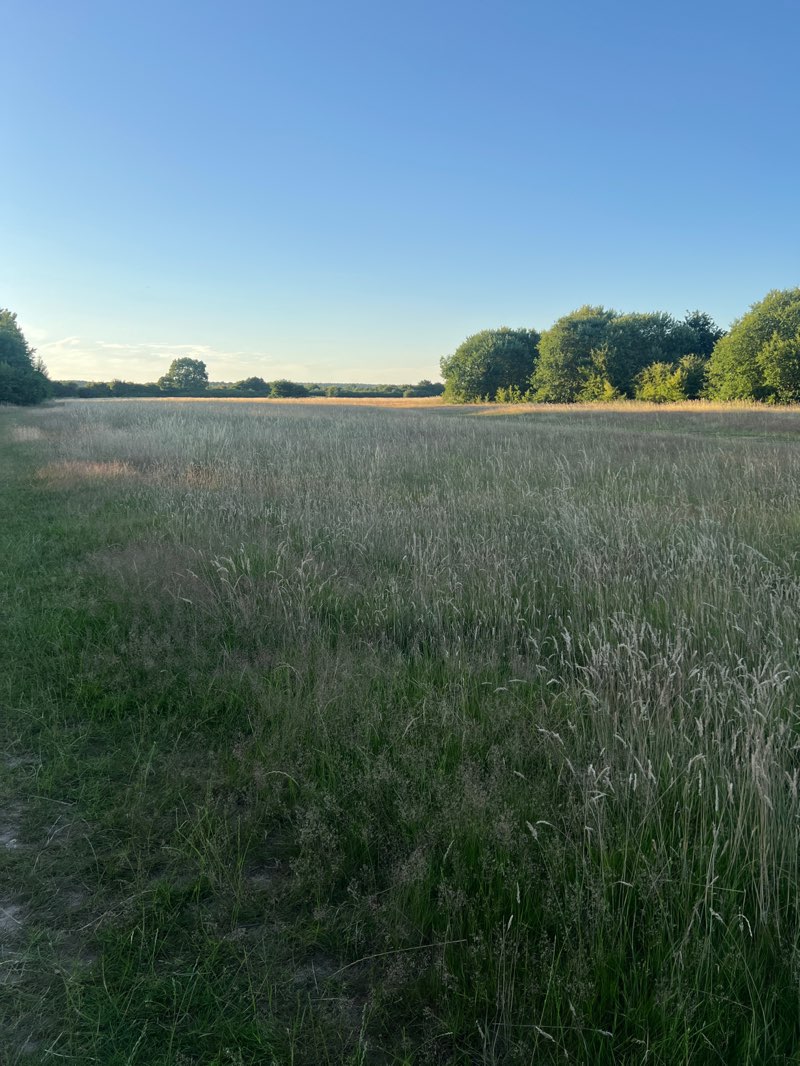 walking near me in Ellenbrook Fields in summer