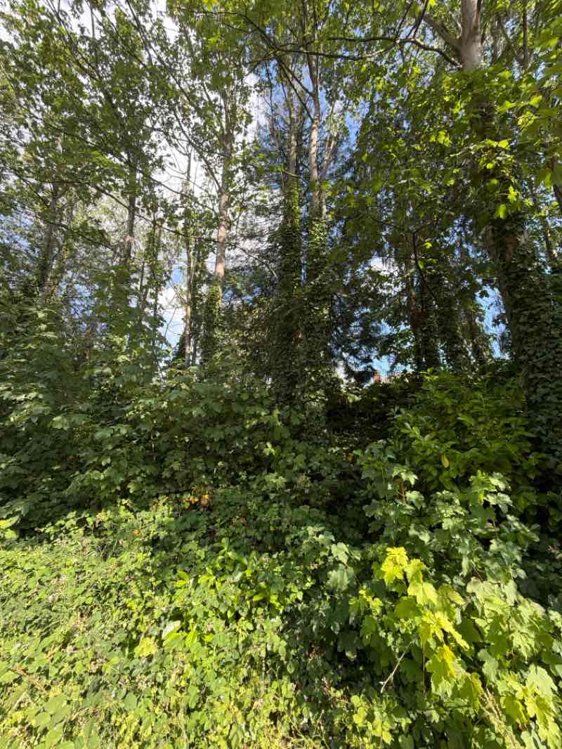 walking near me in Honeybourne Line Open Space in summer