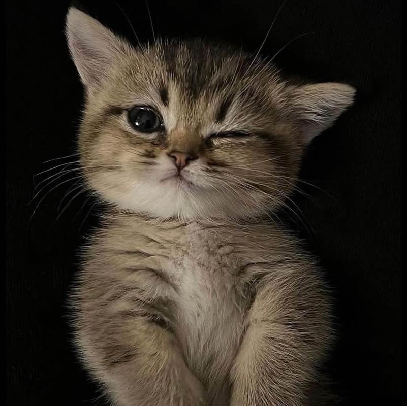 𝓕𝔂𝓼𝓺𝓻🥀🦘 post 2