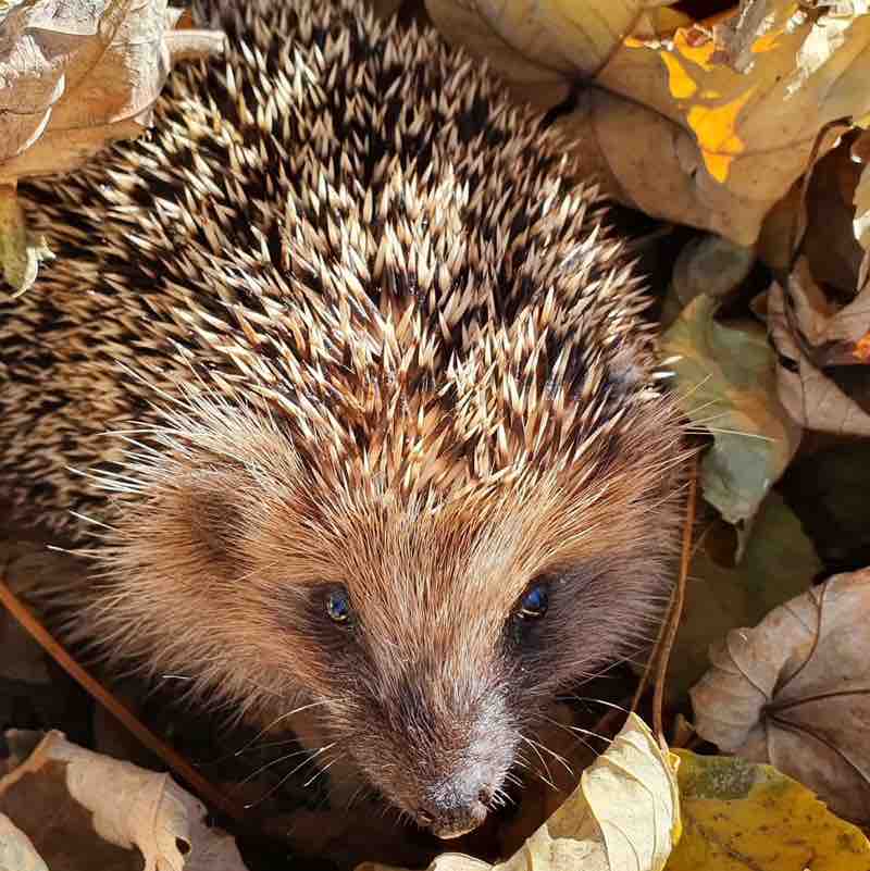 Die Igel 🦔 - Freunde 🦔🥰🦔 Pacer-Mädchen 1965 post image