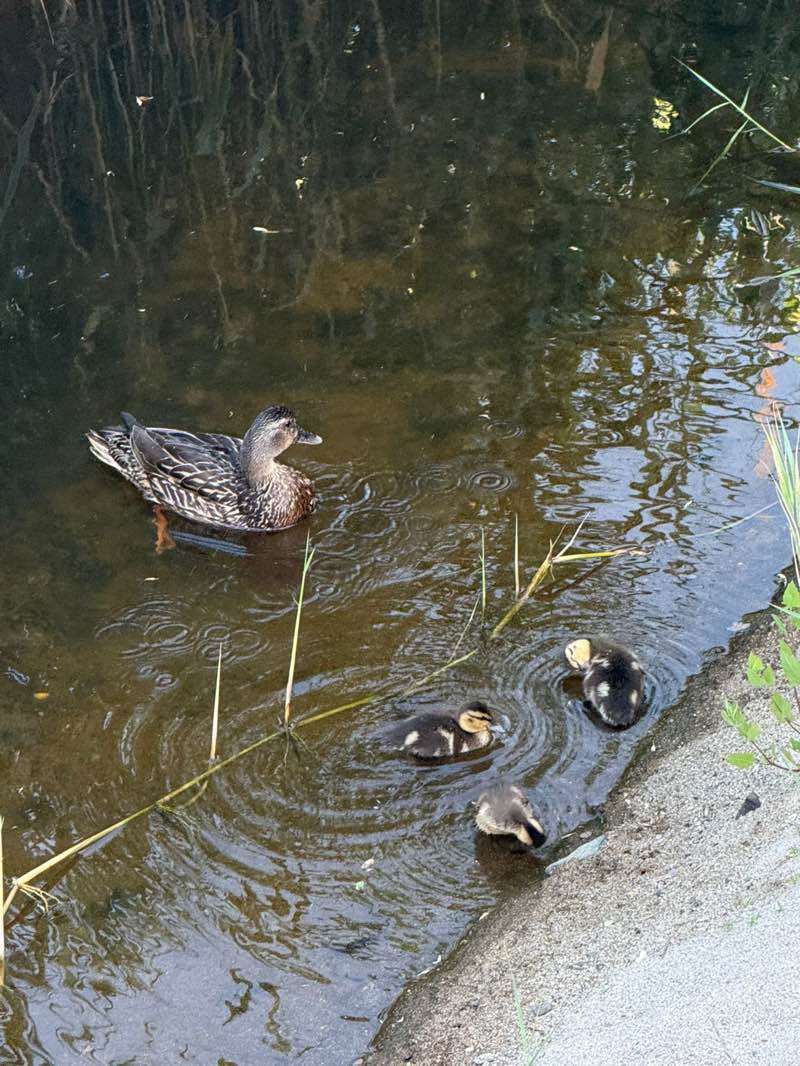 walking near me in Walnut Beach Park in summer