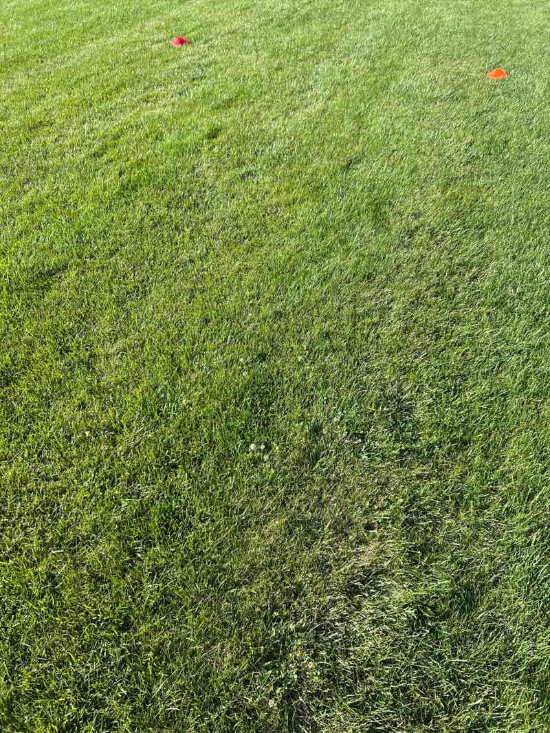 walking near me in Gloninger Park in summer