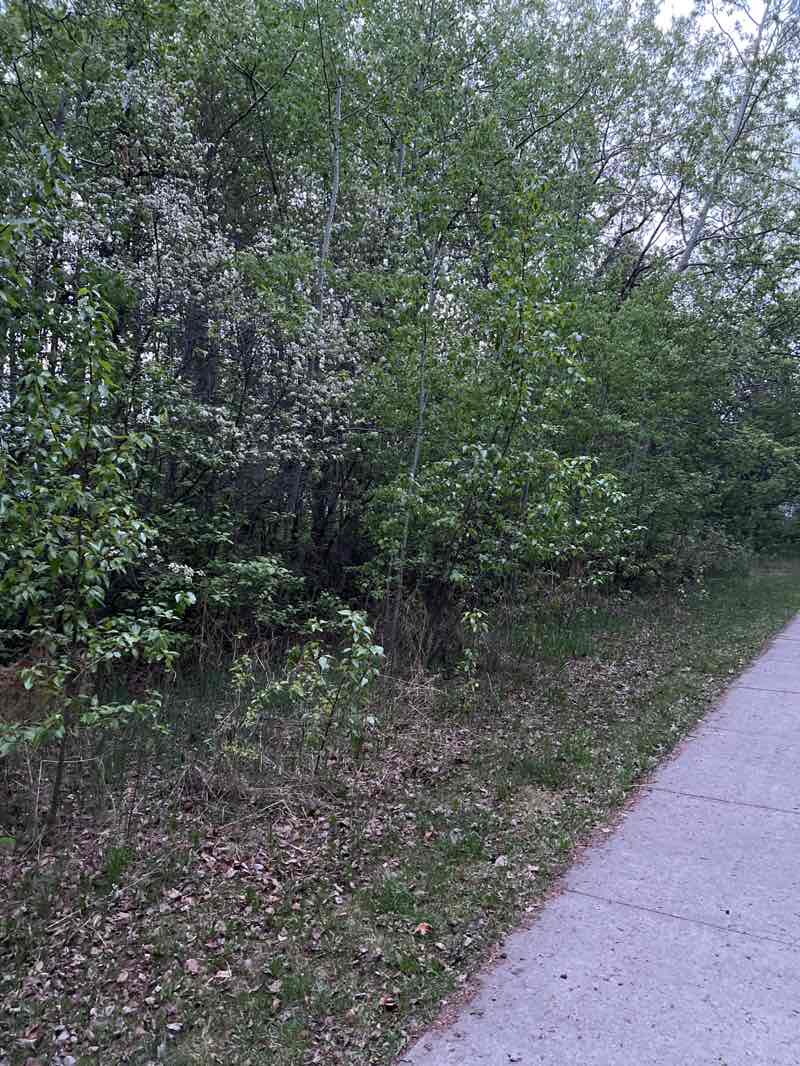 walking near me in Ainsley Park in spring