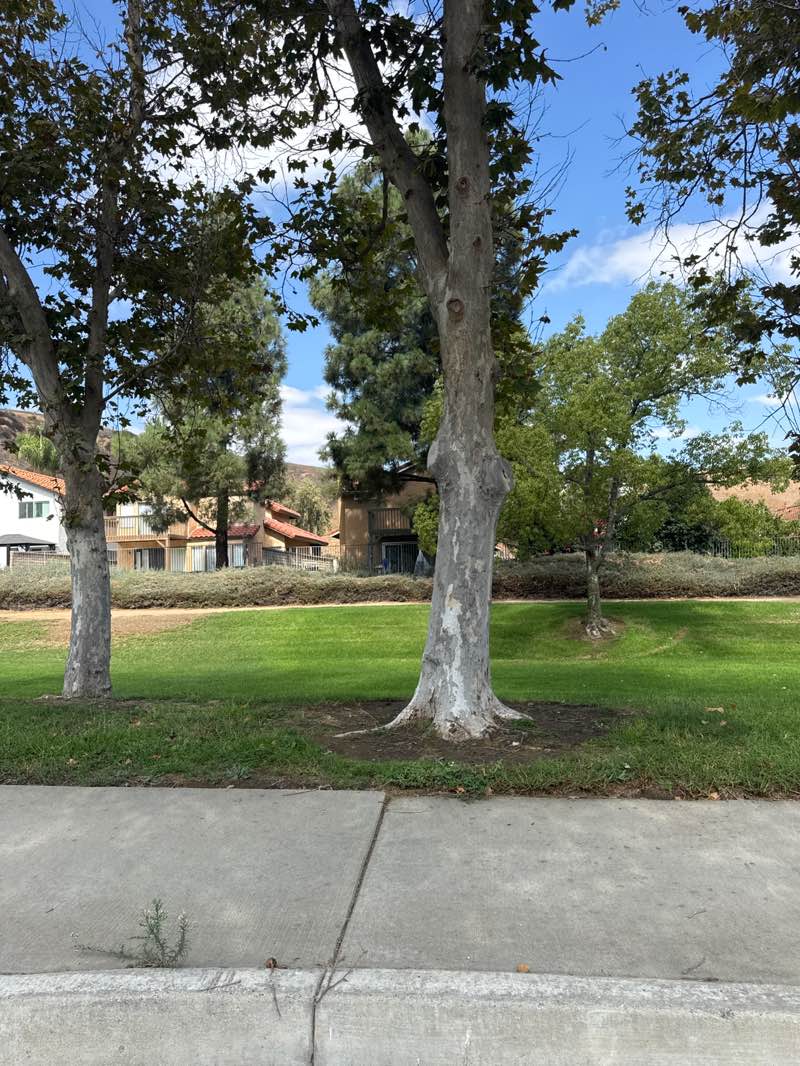walking near me in Meadows Park in autumn