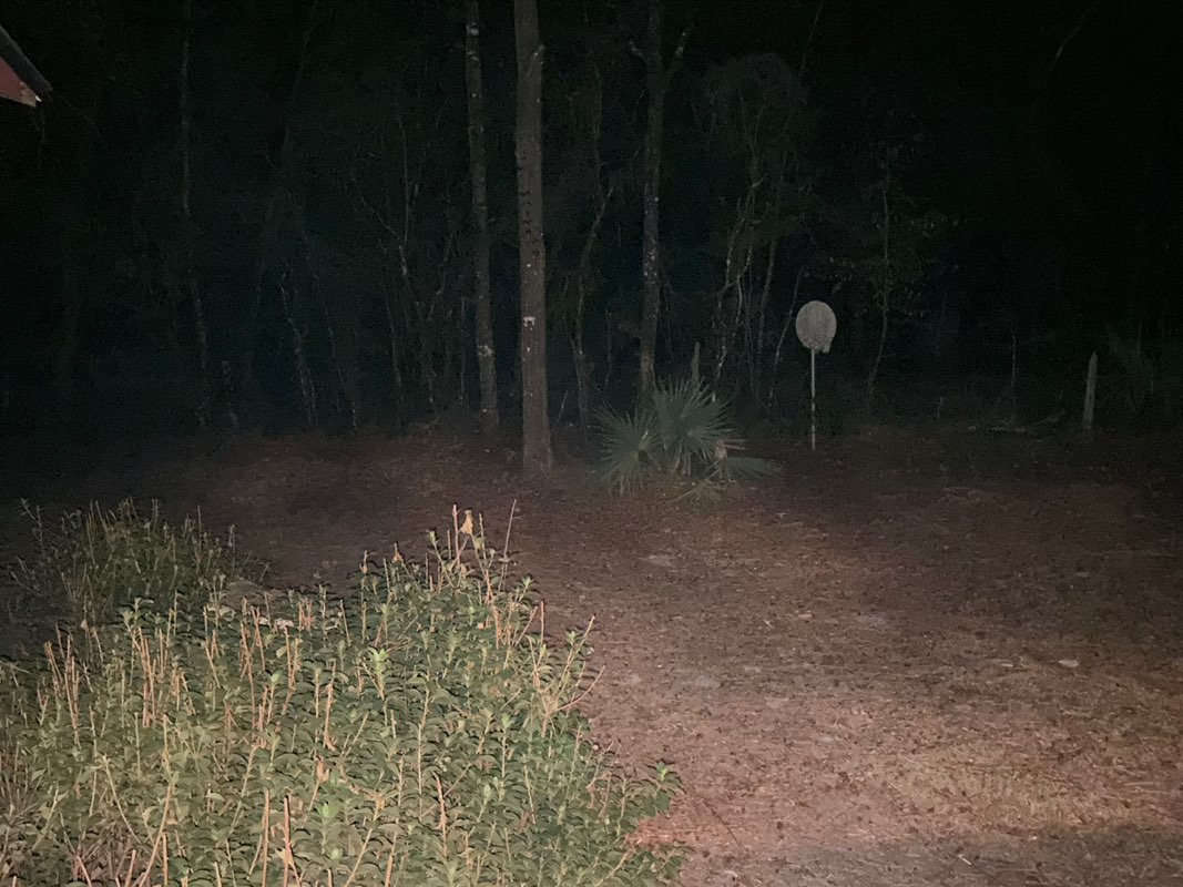 walking near me in Apalachicola National Forest in autumn