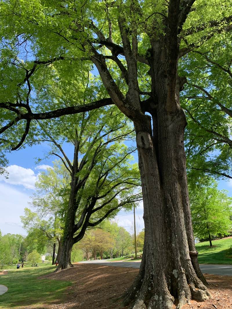 walking near me in Willowbrook Park in spring