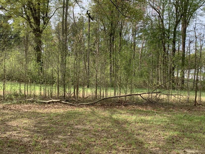 walking near me in Glen Raven Park in spring