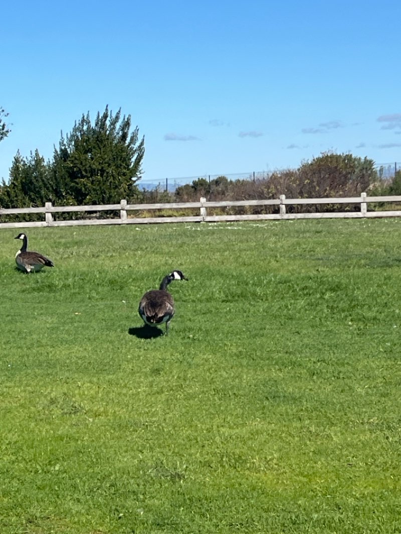 walking near me in Kite Flying Area in winter