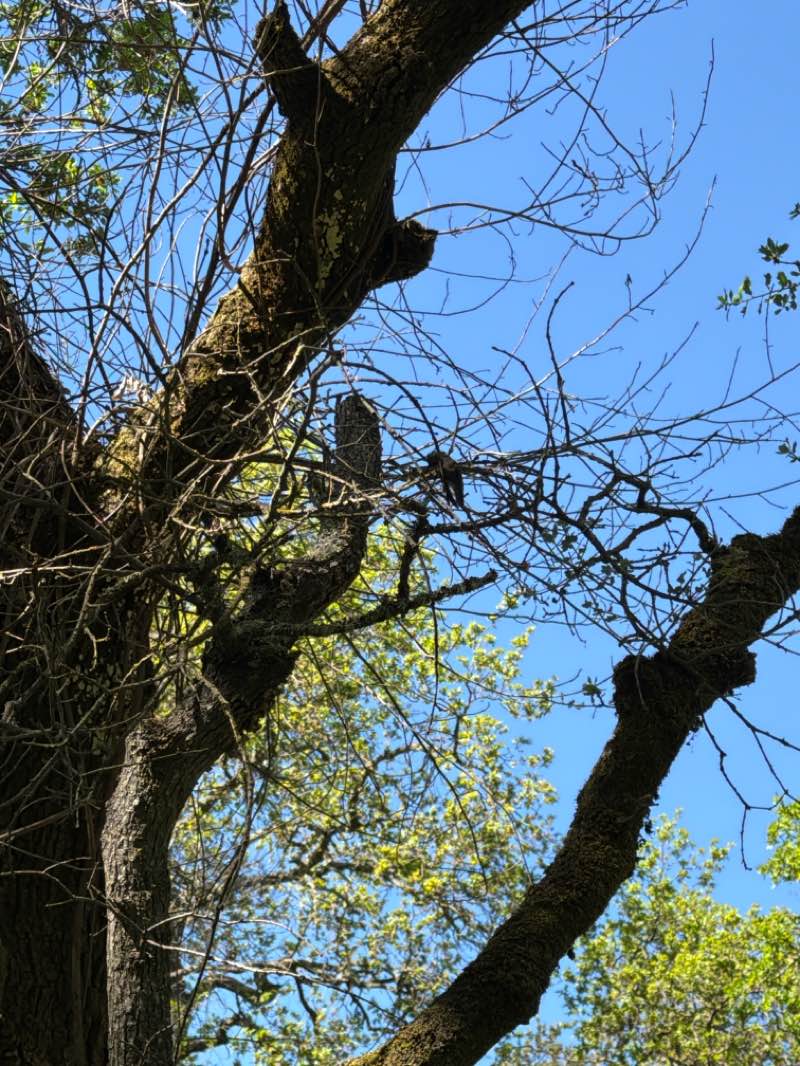 walking near me in La Rinconada Park in spring