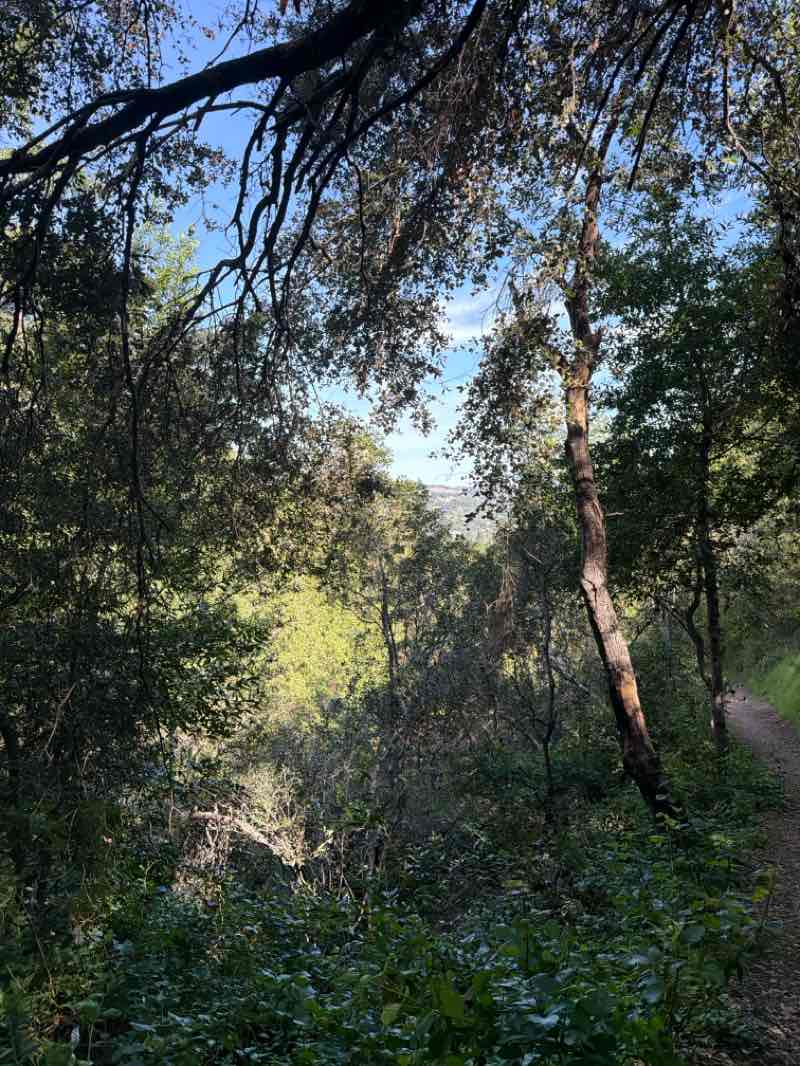 walking near me in Villa Montalvo County Park in spring