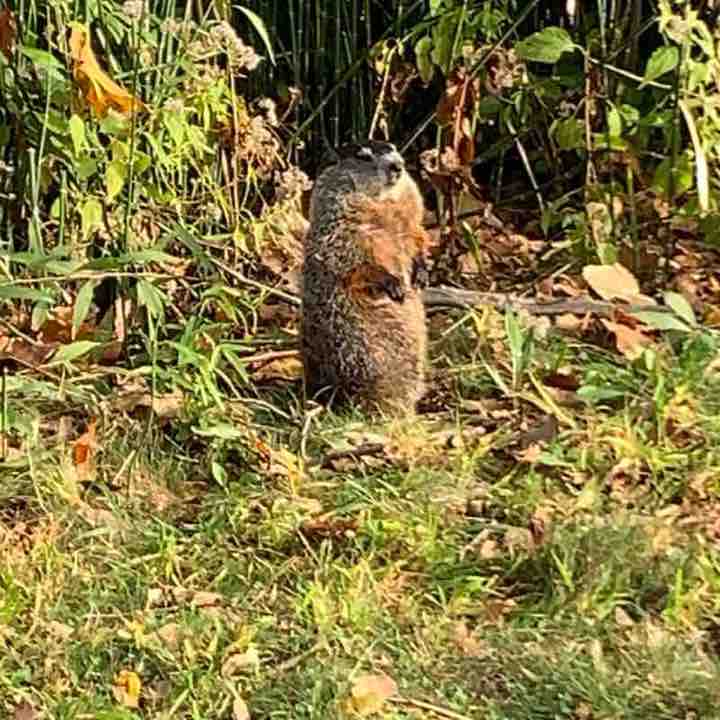 Washington MO Trail Walkers TNT post image