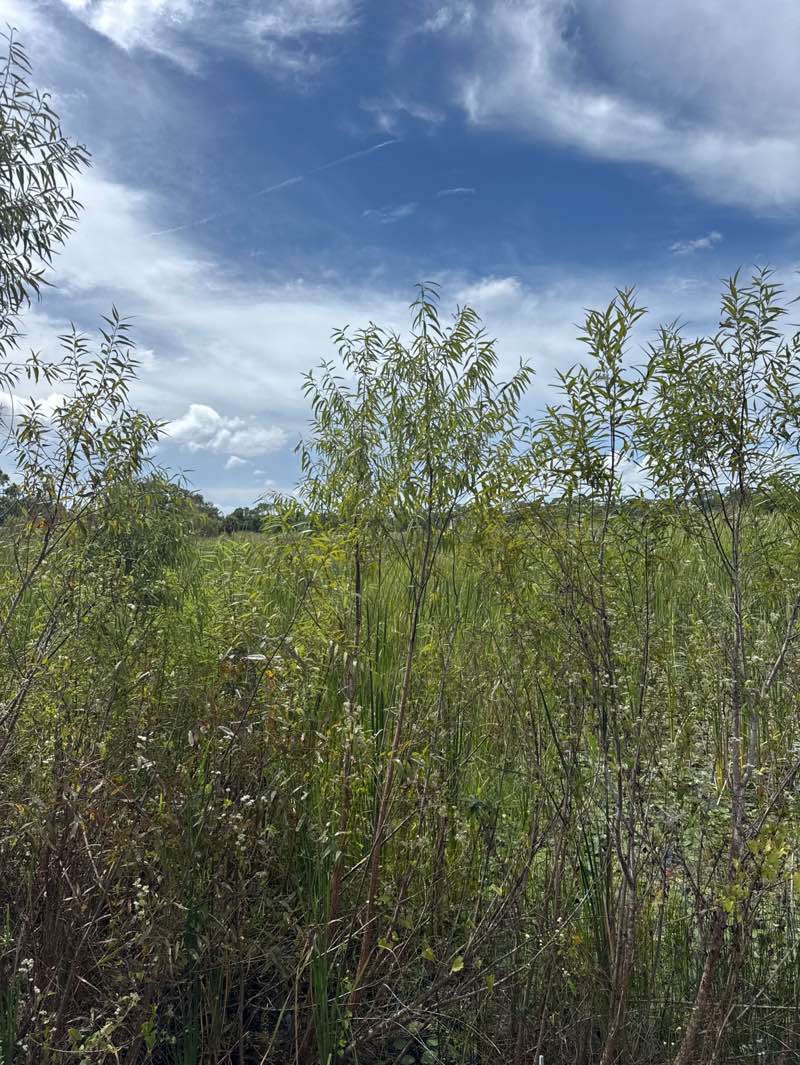 walking near me in Ollie's Pond Park in autumn
