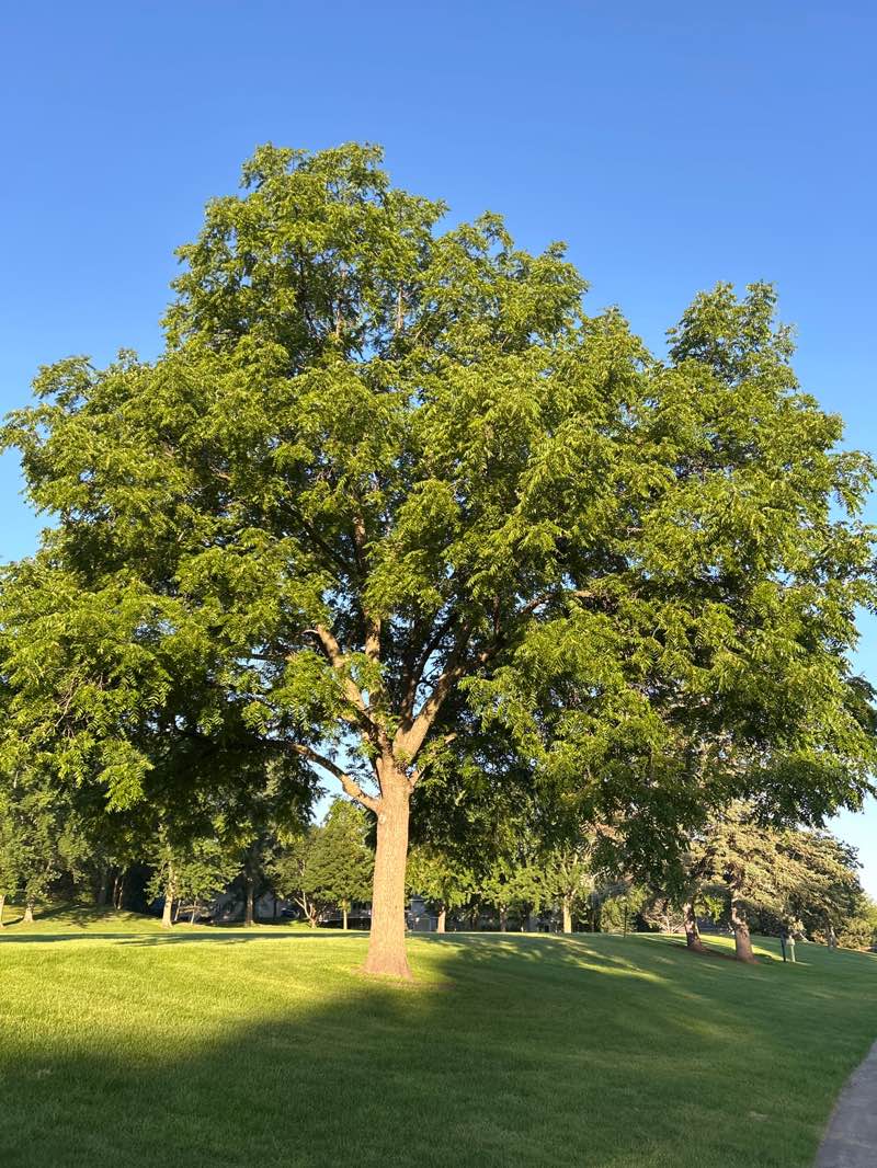 walking near me in Longridge Park in summer