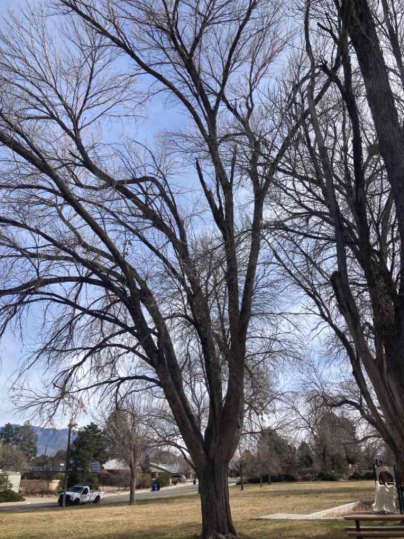walking near me in New Mexico Veterans Memorial Park in winter