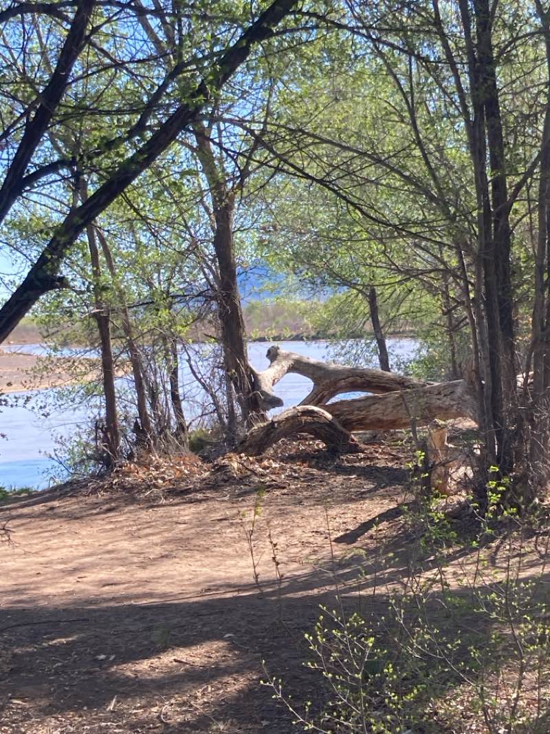 walking near me in Alameda/Rio Grande Open Space in spring