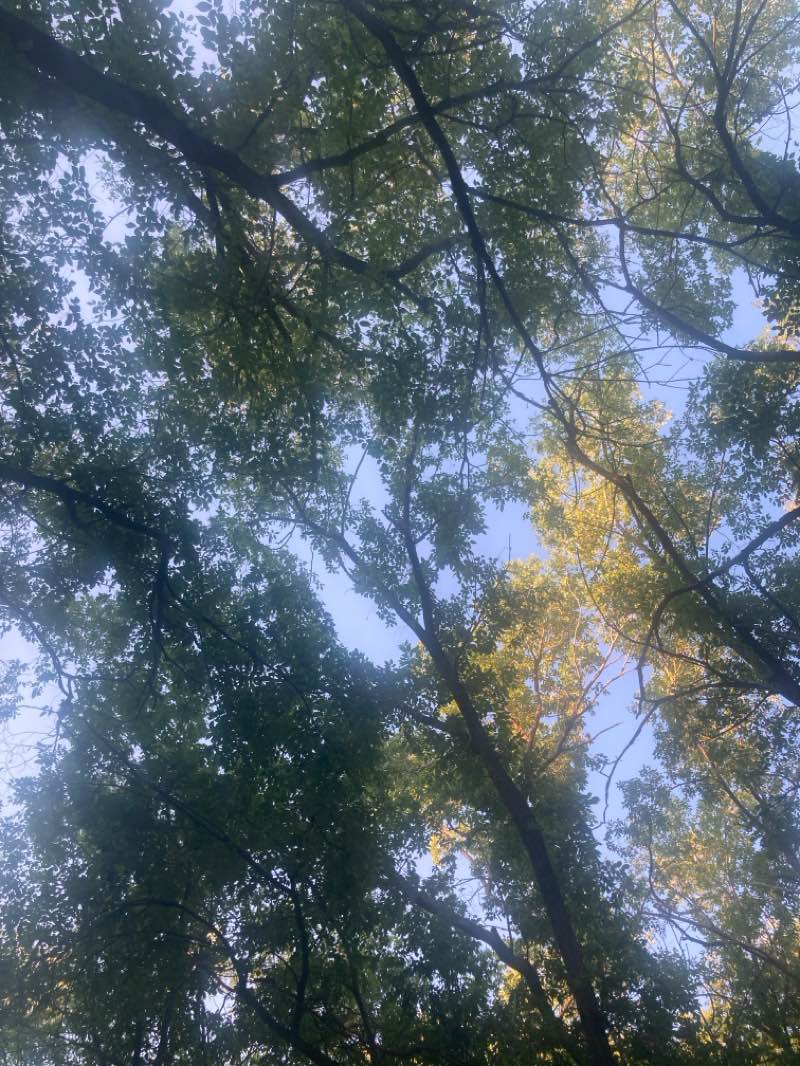 walking near me in Alameda/Rio Grande Open Space in summer